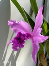 laelia (cattleya) lobata 